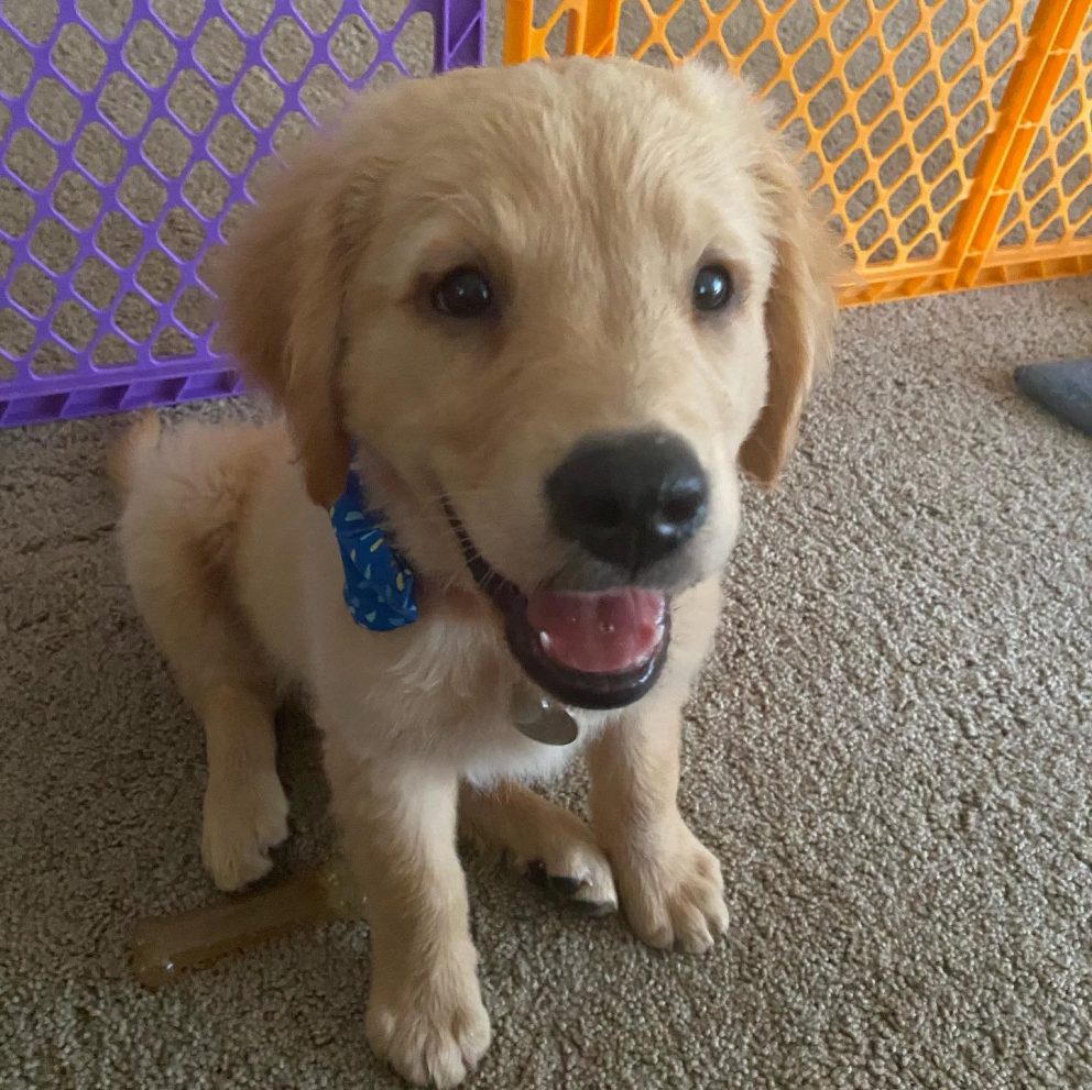 3 Things My New Puppy Taught Me About Marketing